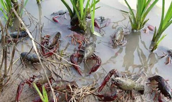 小龙虾的饲料投喂要求_养虾