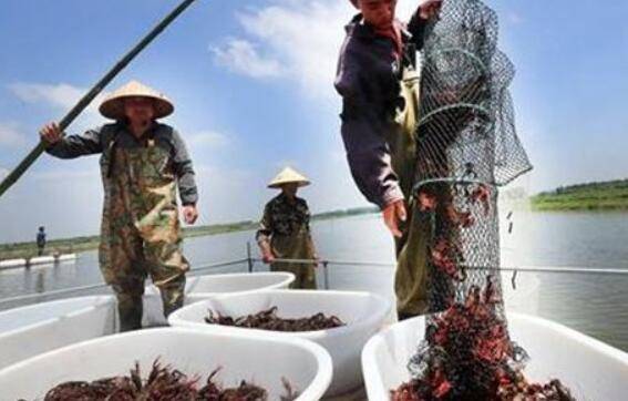 小龙虾肥料的选择要点_养虾