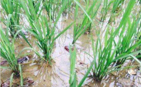 小龙虾养殖怎么补种,小龙虾补种的要点分析_养虾