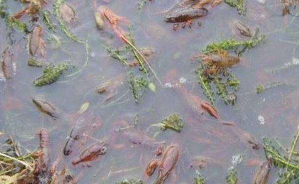 小龙虾的苗种质量要求_养虾