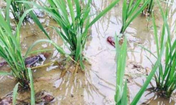 稻虾共生的小龙虾养殖模式_养虾