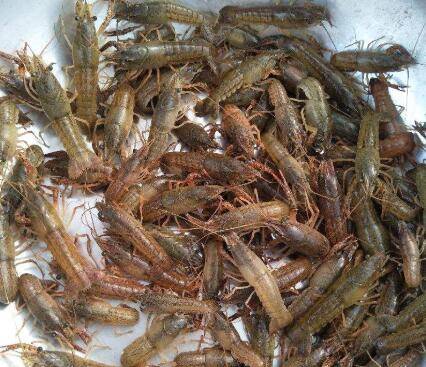 小龙虾虾苗养多久成熟?_养虾