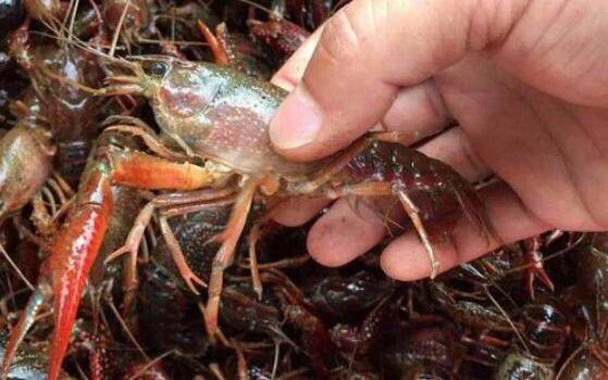 小龙虾养多久上市?_养虾