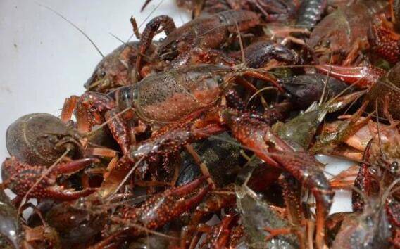 小龙虾能不能深水养殖?_养虾