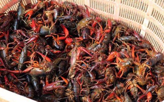 小龙虾的饲养管理要求_养虾