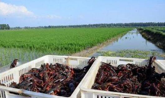 小龙虾养殖中水草的作用_养虾