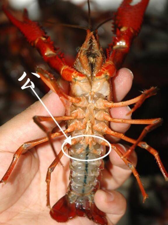 小龙虾判断雌雄(公母)的方法_养虾