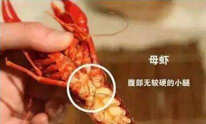 怎么区分小龙虾的公母,这几种方法可以试一试_养虾