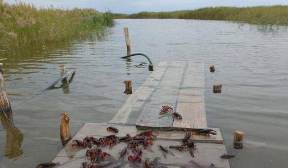 三月份养小龙虾的5个常见问题_养虾