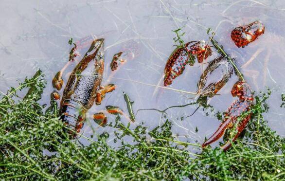 小龙虾的捕捞诱食技巧_养虾