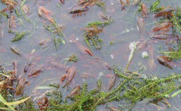 养小龙虾喂什么饲料好,小龙虾的常备饲料及特点_养虾