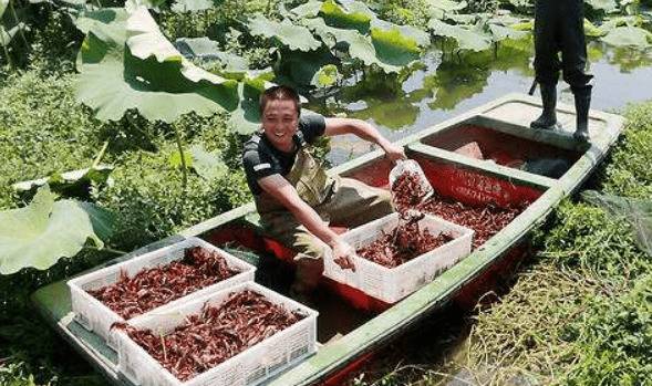 养小龙虾什么时间捕捞最好_养虾