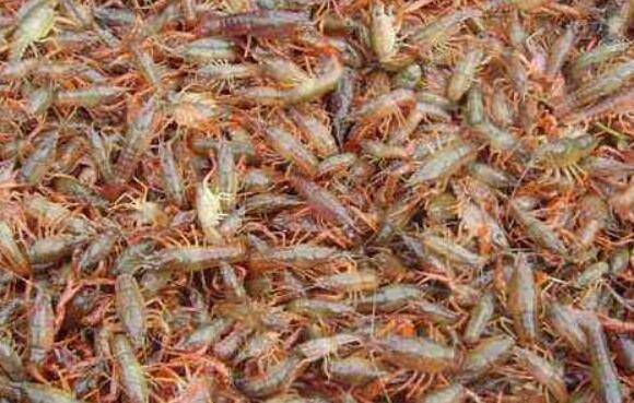 冬季养小龙虾的巡塘要求_养虾