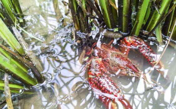 小龙虾池塘中长青苔怎么办,池塘中长青苔的防治措施_养虾