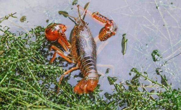 小龙虾池塘为什么缺氧,小龙虾池塘缺氧的五大原因_养虾