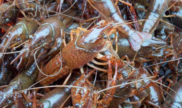 解决小龙虾池塘缺氧的方法_养虾