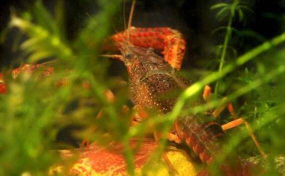 淡水小龙虾池塘中水草的作用_养虾