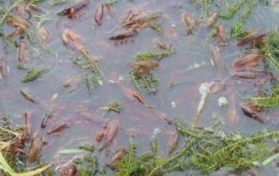 小龙虾的科学饲养方法_养虾