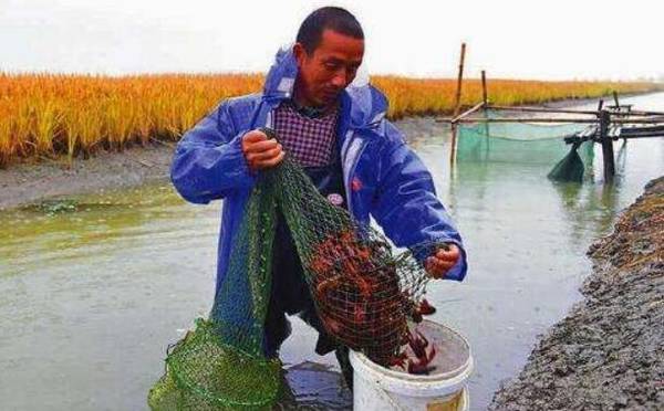 小龙虾的捕捞方式,小龙虾的捕捞注意事项_养虾