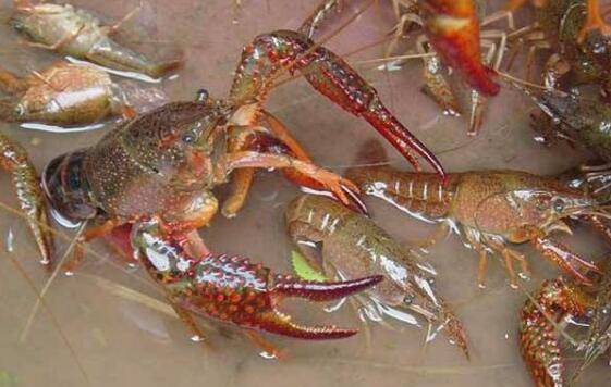 小龙虾的食物类型,小龙虾不同阶段对食物的需求_养虾