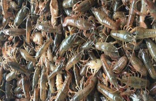 养小龙虾喂什么饲料好,小龙虾的常备饲料及特点_养虾