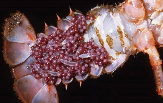 五大妙招提高小龙虾抱卵的成活率,做好亲虾挑选最关键_养虾