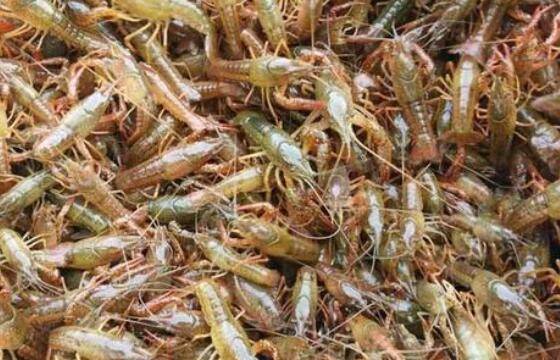 小龙虾虾苗下塘的注意事项_养虾