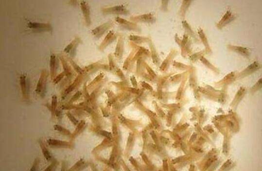 小龙虾放苗要求一次投足,多次放苗危害大_养虾