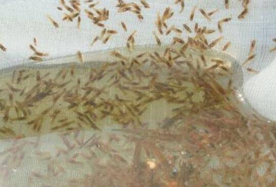 ����С��Ϻ����Ϻ��Ĵ�ʩ����Щ_��Ϻ