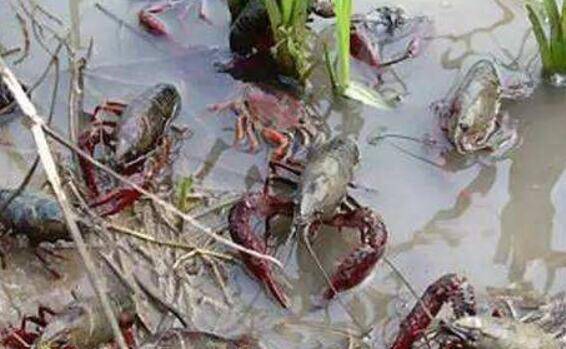 稻田养小龙虾的四大优点_养虾