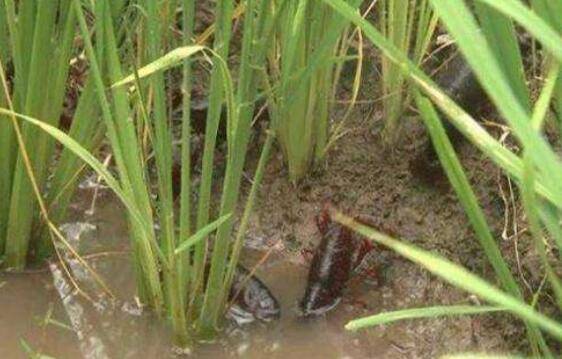 稻田养小龙虾怎么安排捕捞时间,多久捕捞一次好_养虾