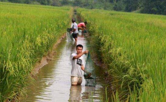 小龙虾养殖稻田晒田的原因_养虾