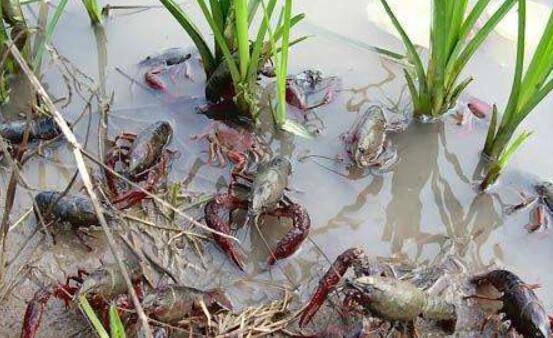 稻田养小龙虾养多久为好,一般养几个月_养虾
