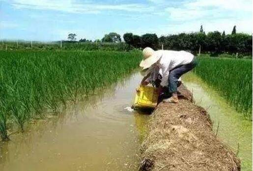 稻田养小龙虾挖深沟的原因_养虾