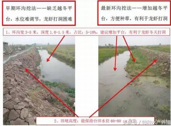 低洼稻田小龙虾怎么养,做到这四点,小龙虾能养好_养虾