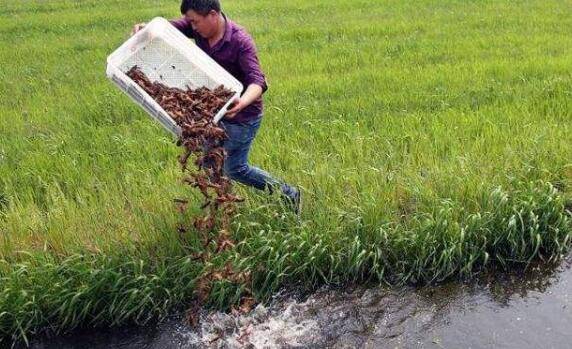 在稻田养殖小龙虾的经验总结_养虾