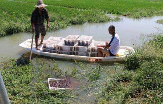 稻田养小龙虾怎么放养虾苗,不同月份虾苗放养不一样_养虾