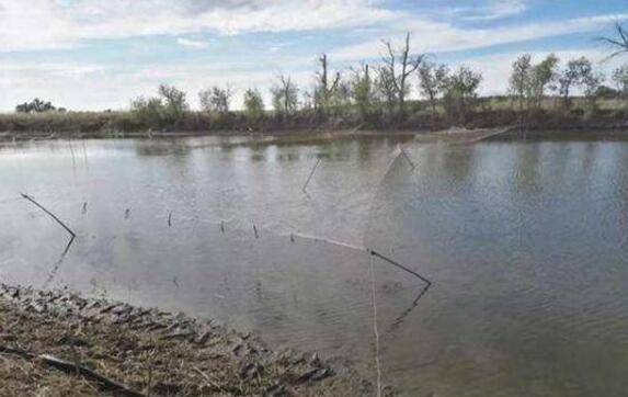 四五月份池塘养殖小龙虾的注意事项_养虾