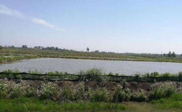 小龙虾养殖怎么挖塘,稻田改造龙虾塘的注意事项_养虾