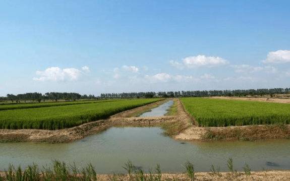 低洼稻田小龙虾怎么养,做到这四点,小龙虾能养好_养虾