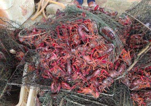 抓捕小龙虾的地笼分类_养虾