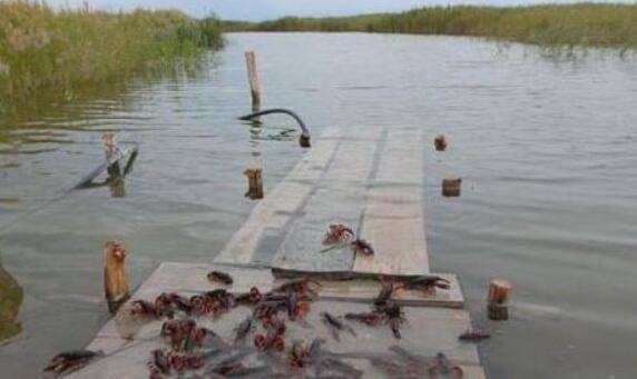 ��ˮС��Ϻ����ֳ��������_��Ϻ