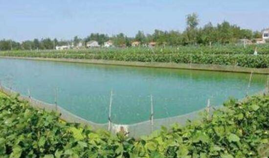 养一亩小龙虾赚多少钱,小龙虾亩产效益分析_养虾