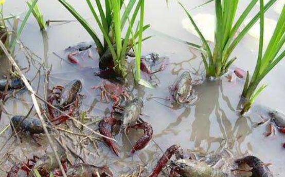 水体浑浊对小龙虾有什么危害_养虾