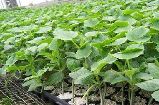 黄瓜育苗期与生育期对温度的要求_蔬菜种植