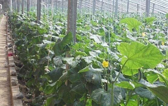 大棚种植黄瓜时如何防低温,这几项措施能帮上忙_蔬菜种植