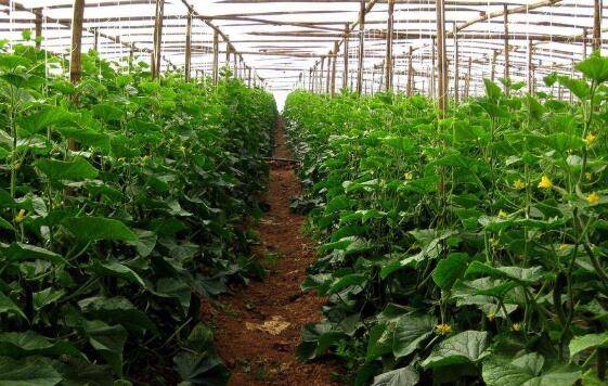 不同温室大棚黄瓜的肥料用量_蔬菜种植