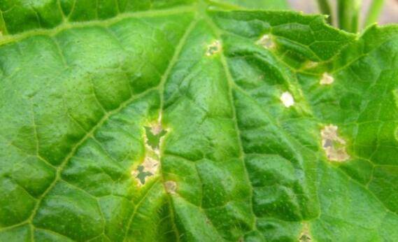 黄瓜黑星病的几种症状,黄瓜黑星病的防治方法_蔬菜种植