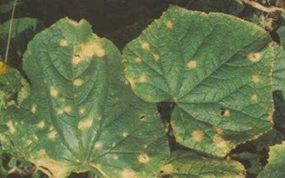 黄瓜炭疽病的几种症状,黄瓜炭疽病的防治方法_蔬菜种植