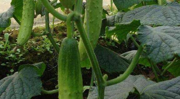 黄瓜早衰症的症状,黄瓜早衰症的防治方法_蔬菜种植